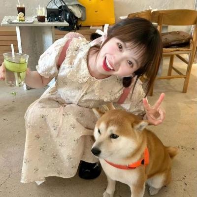 圣诞狗狗救援